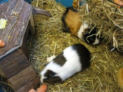 Unsere Meerschweinchen 1