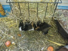 Unsere Meerschweinchen 2
